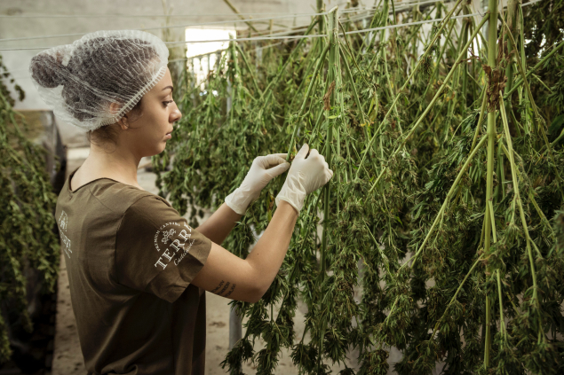 person harvesting and drying plants