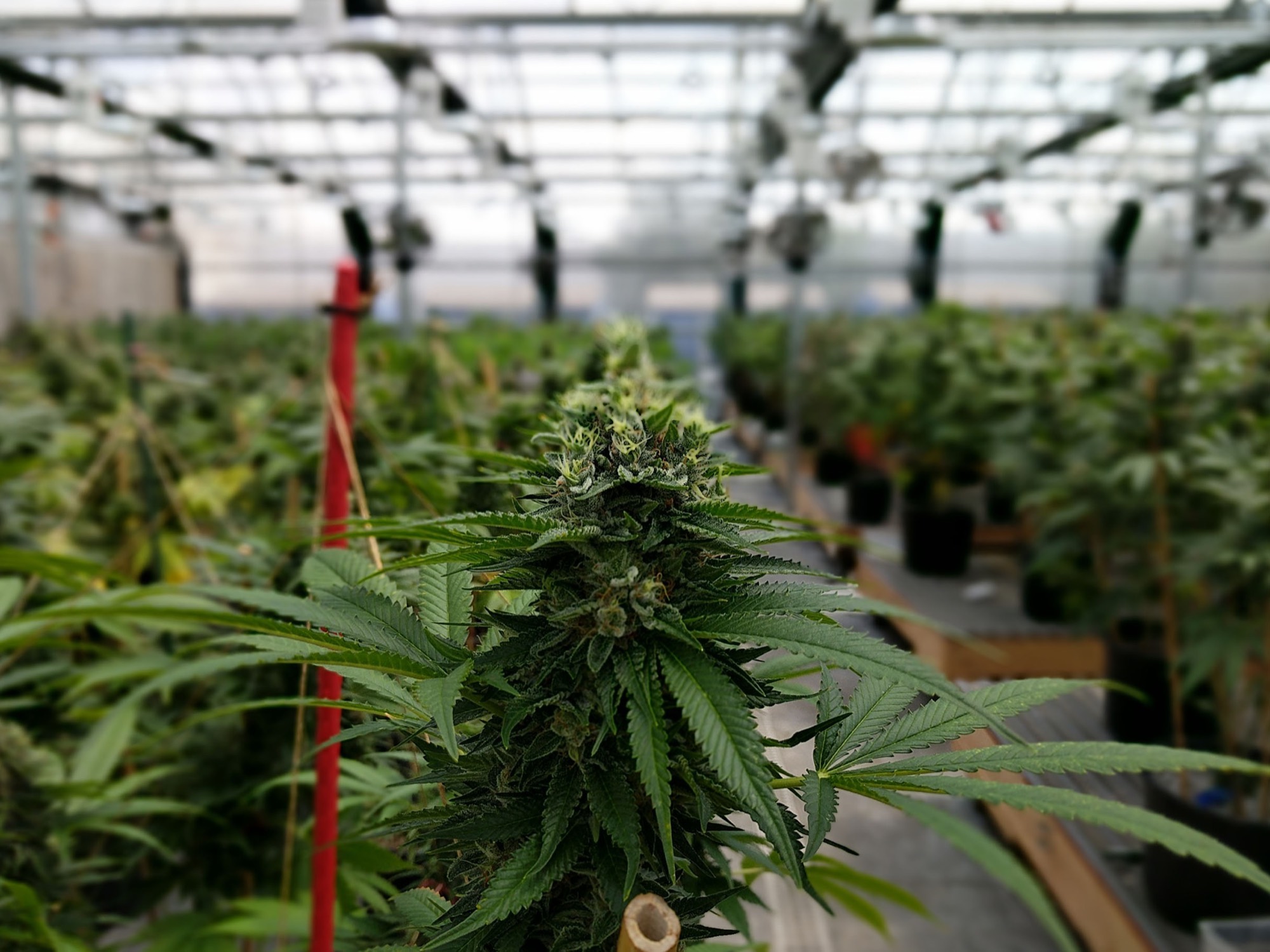 Flowering cannabis plant in a greenhouse