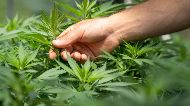 person handling cannabis plants