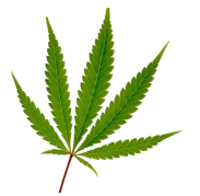 cannabis leaf